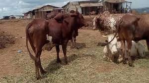 Viande de bœuf : syndrome des étals vides à Yaoundé